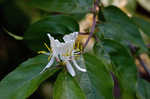 Amur honeysuckle